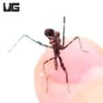 Budwing Mantis (Parasphendale Budwing) For Sale - Underground Reptiles