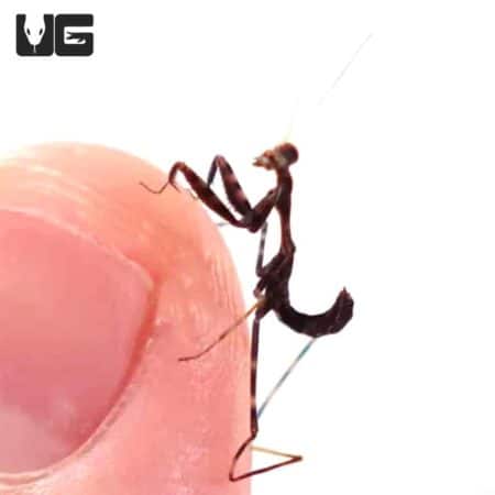 Budwing Mantis (Parasphendale Budwing) For Sale - Underground Reptiles