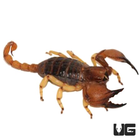 Burrowing Scorpions (Opistophthalmus boehmi) For Sale - Underground Reptiles