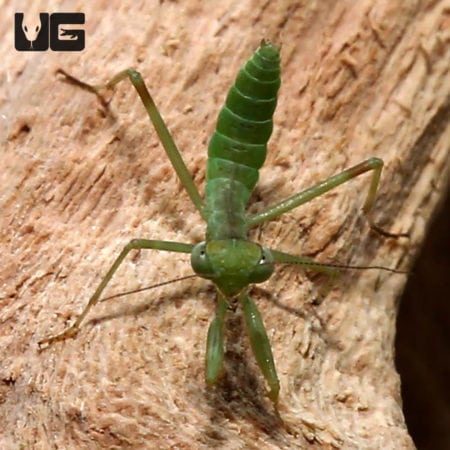 California Mantis (Stagmomantis californica) For Sale - Underground Reptiles