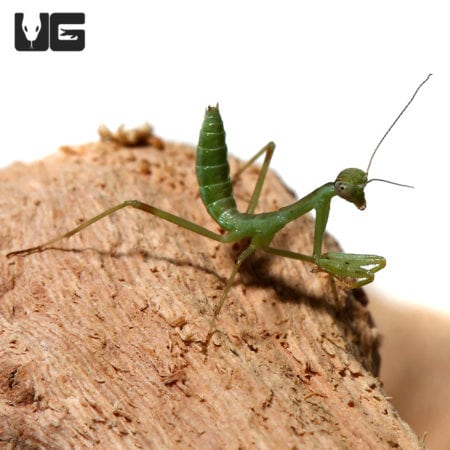 California Mantis (Stagmomantis californica) For Sale - Underground Reptiles