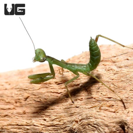 California Mantis (Stagmomantis californica) For Sale - Underground Reptiles