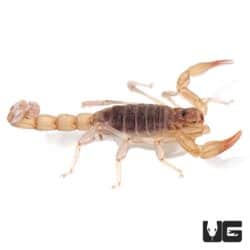 California Scorpion (Paruroctonus silvestrii) For Sale - Underground Reptiles