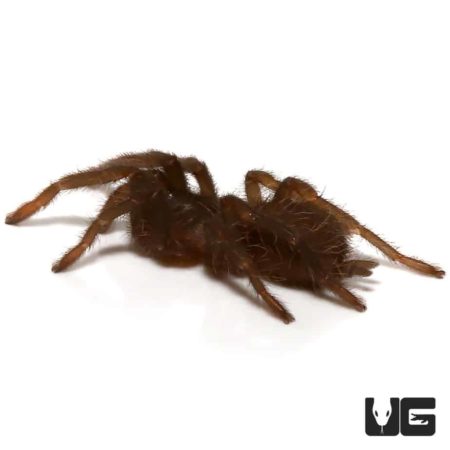 Cameroon Brown Baboon Tarantula (Hysterocrates crassipes) For Sale - Underground Reptiles