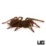 Cameroon Brown Baboon Tarantula (Hysterocrates crassipes) For Sale - Underground Reptiles