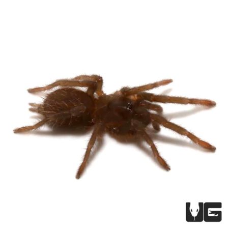 Cameroon Brown Baboon Tarantula (Hysterocrates crassipes) For Sale - Underground Reptiles