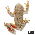 Canyon Tree Frog For Sale - Underground Reptiles