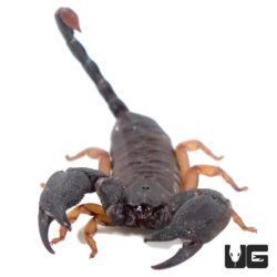 Cape Burrowing Scorpion (Opisthacanthus asper) For Sale - Underground Reptiles