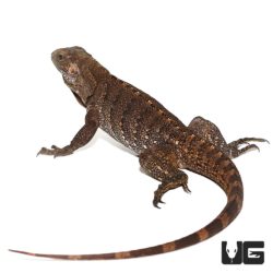 Cayman Brac Iguanas For Sale - Underground Reptiles