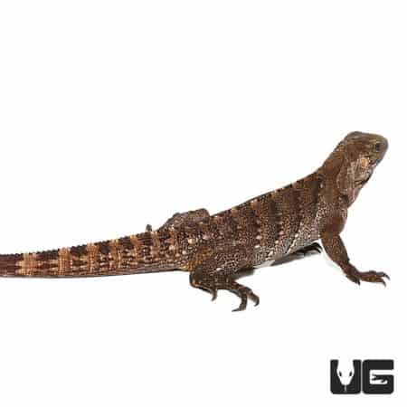 Cayman Brac Iguanas For Sale - Underground Reptiles
