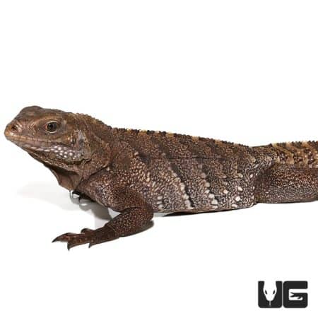 Cayman Brac Iguanas For Sale - Underground Reptiles