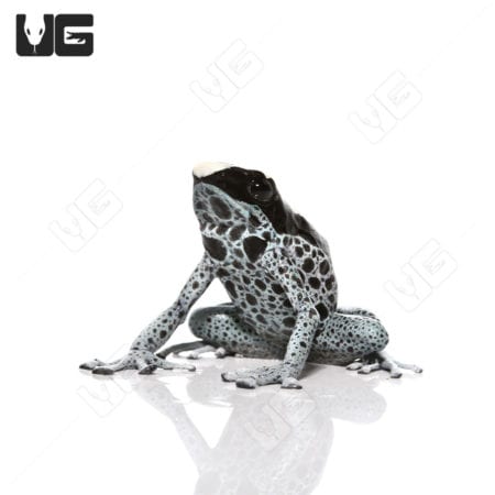 C.B. Adult Powder Grey Tinctorius Dart Frog (Dendrobates tinctorious)