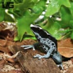 C.B. Adult Powder Grey Tinctorius Dart Frog (Dendrobates tinctorious)