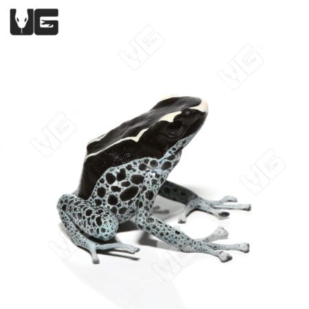 C.B. Adult Powder Grey Tinctorius Dart Frog (Dendrobates tinctorious)