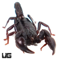 Chilean Dwarf Scorpion (Bothreas Gervaisii) For Sale - Underground Reptiles