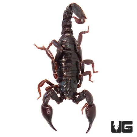 Chilean Dwarf Scorpion (Bothreas Gervaisii) For Sale - Underground Reptiles