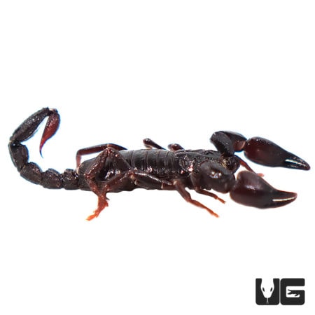 Chilean Dwarf Scorpion (Bothreas Gervaisii) For Sale - Underground Reptiles