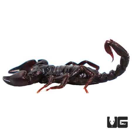 Chilean Dwarf Scorpion (Bothreas Gervaisii) For Sale - Underground Reptiles