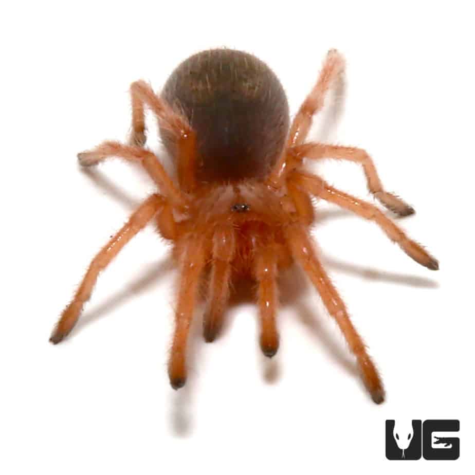 Chilean Rose Hair Tarantula (Grammostola rosea) For Sale Underground