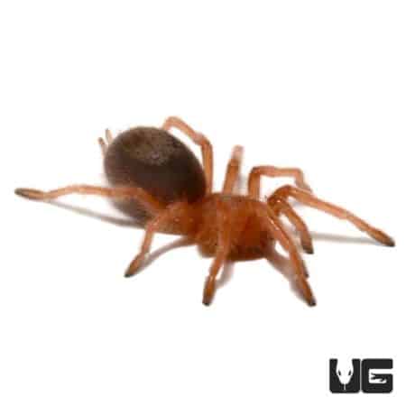 Chilean Rose Hair Tarantula (Grammostola rosea) For Sale - Underground