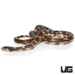 Chocolate California Kingsnakes For Sale - Underground Reptiles