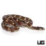 Chocolate California Kingsnakes For Sale - Underground Reptiles