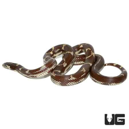 Chocolate California Kingsnakes For Sale - Underground Reptiles