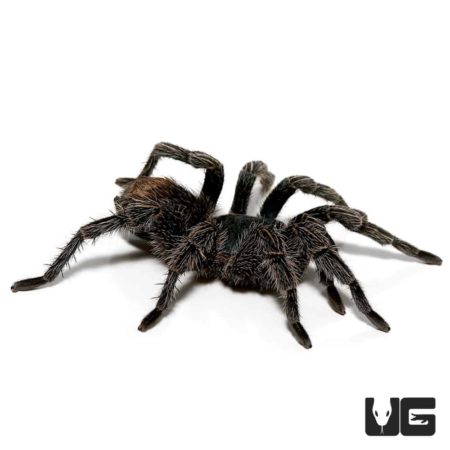Cobalt Red Rump Tarantula (thrixiopelma cyaneolum) For Sale - Underground Reptiles