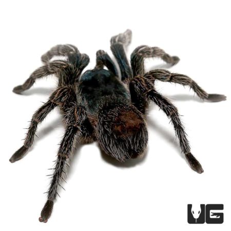 Cobalt Red Rump Tarantula (thrixiopelma cyaneolum) For Sale - Underground Reptiles