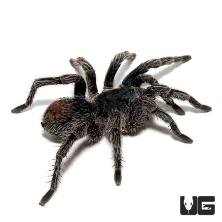 Cobalt Red Rump Tarantula (thrixiopelma cyaneolum) For Sale - Underground Reptiles