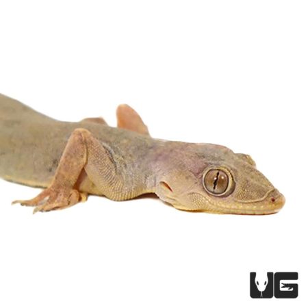 Cocteau Geckos For Sale - Underground Reptiles