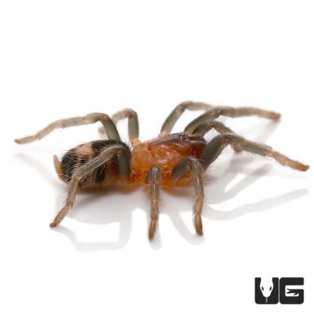 Colombian Dwarf Tiger Tarantula (Cyriocosmus leetzi) For Sale - Underground Reptiles
