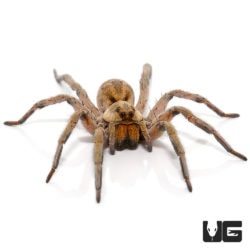 Colorado Wolf Spider (Hogna coloradoensis) For Sale - Underground Reptiles