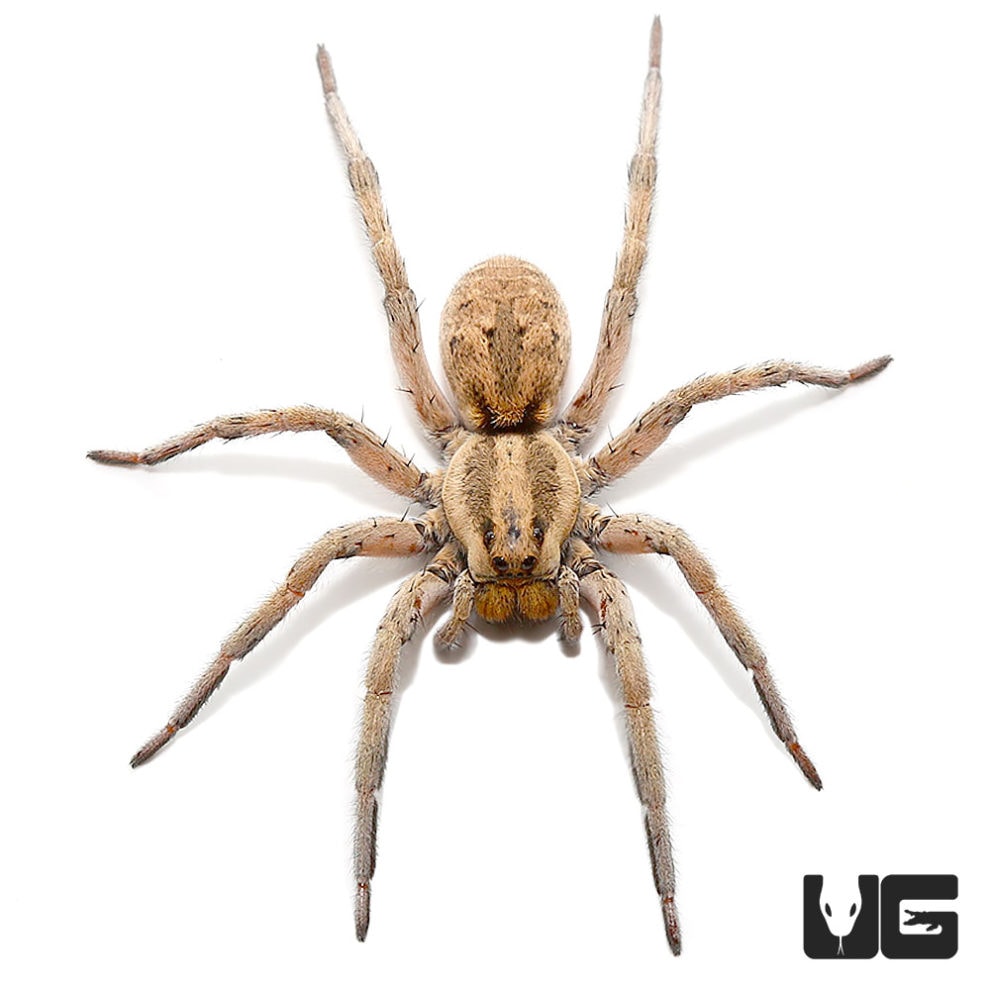 Colorado Wolf Spider Underground Reptiles
