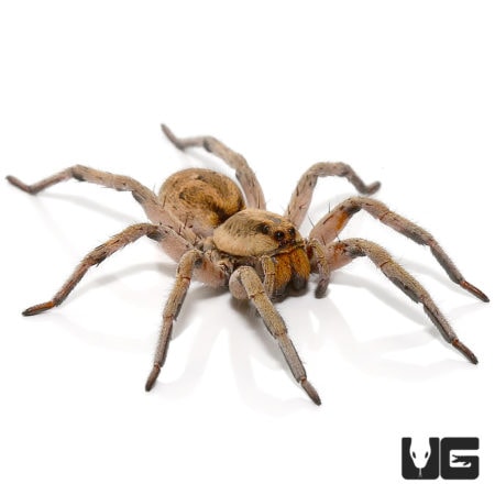 Colorado Wolf Spider (Hogna coloradoensis) For Sale - Underground Reptiles