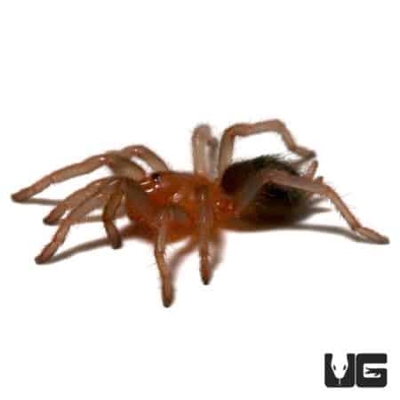 Costa Rican Bluefront Tarantula (Aphonopelma burica) For Sale - Underground Reptiles