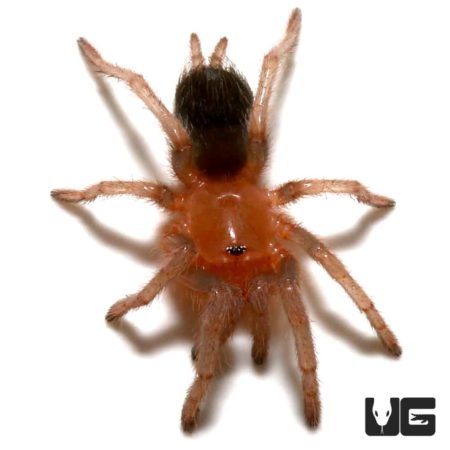 Costa Rican Bluefront Tarantula (Aphonopelma burica) For Sale - Underground Reptiles