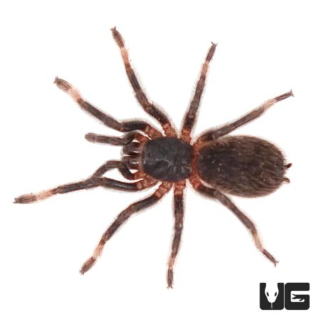 Costa Rican Red Leg Tarantula (Megaphobema mesomelas) For Sale - Underground Reptiles
