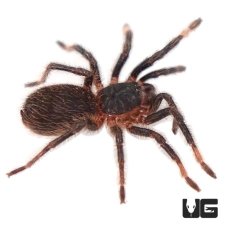Costa Rican Red Leg Tarantula (Megaphobema mesomelas) For Sale - Underground Reptiles
