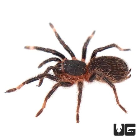 Costa Rican Red Leg Tarantula (Megaphobema mesomelas) For Sale - Underground Reptiles