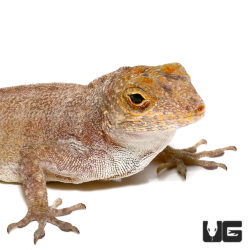 Crested Anoles For Sale - Underground Reptiles