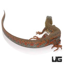Crocodile Tegus For Sale - Underground Reptiles