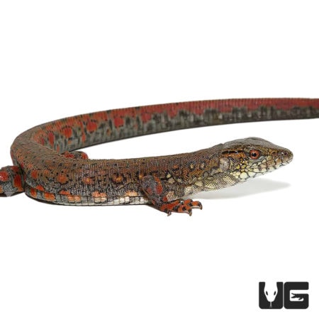 Crocodile Tegus For Sale - Underground Reptiles