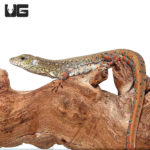 Crocodile Tegus For Sale - Underground Reptiles