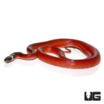 Crowned False Boas For Sale - Underground Reptiles