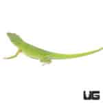 Cuban Green Anoles (Anolis porcatus) For Sale - Underground Reptiles