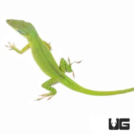 Cuban Green Anoles (Anolis porcatus) For Sale - Underground Reptiles