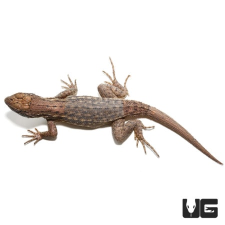 Curly Tail Lizards (Leiocephalus carinatus armouri) For Sale - Underground Reptiles