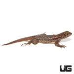 Curly Tail Lizards (Leiocephalus carinatus armouri) For Sale - Underground Reptiles