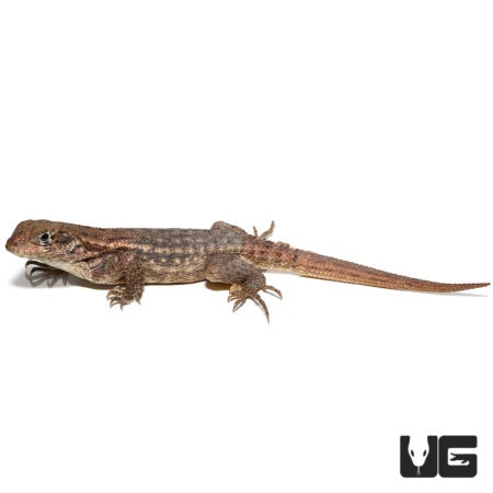 Curly Tail Lizards (Leiocephalus carinatus armouri) For Sale - Underground Reptiles